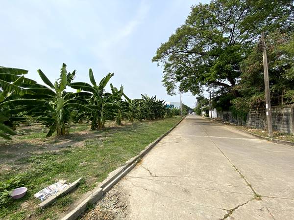 ขายที่ดินเปล่าแปลงมุม สวย หมู่บ้านเมืองทอง 2/2(ซอย13) ซอยพัฒนาการ 61 ขนาด 206 ตรว ทำเลดี เหมาะสร้างบ้าน ออฟฟิศ 
